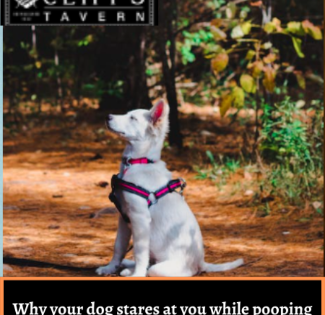 Why your dog stares at you while pooping