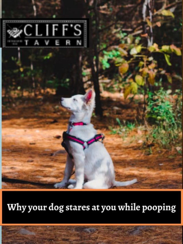 Why your dog stares at you while pooping