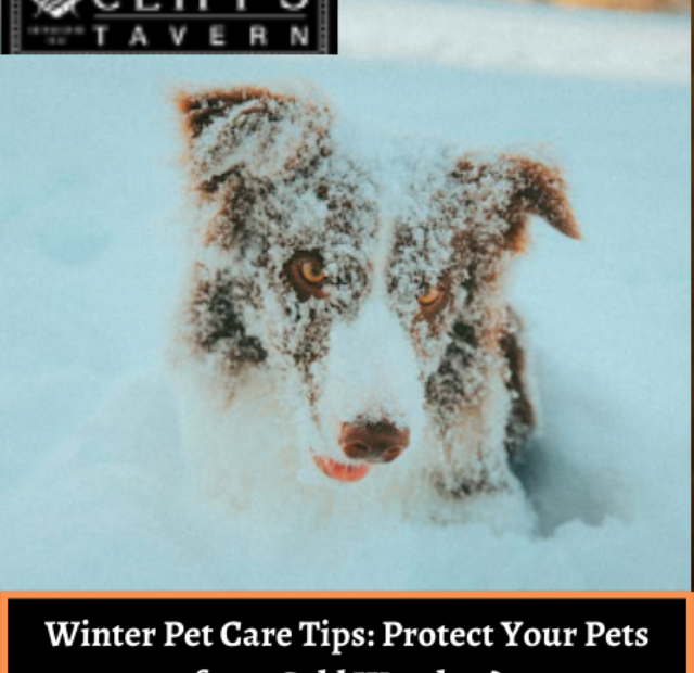 Winter Pet Care Tips Protect Your Pets from Cold Weather