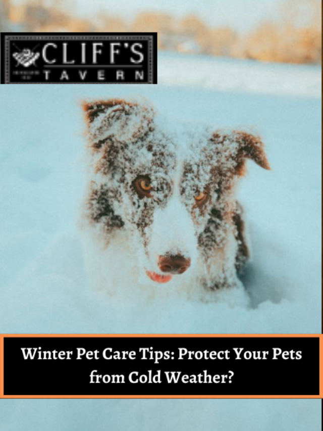 Winter Pet Care Tips: Protect Your Pets from Cold Weather?