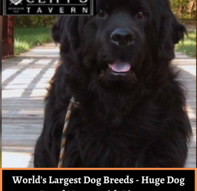 World's Largest Dog Breeds - Huge Dog Breed Names with Pictures