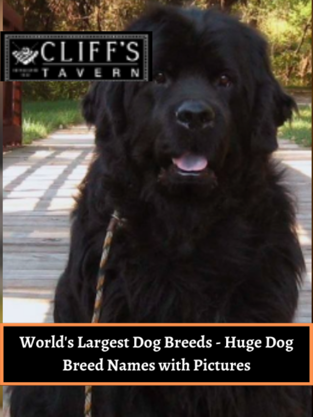 World’s Largest Dog Breeds – Huge Dog Breed Names with Pictures