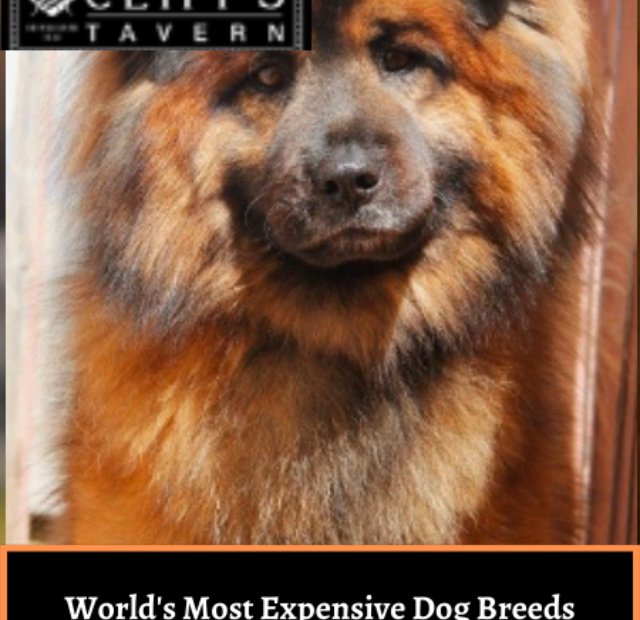 World's Most Expensive Dog Breeds