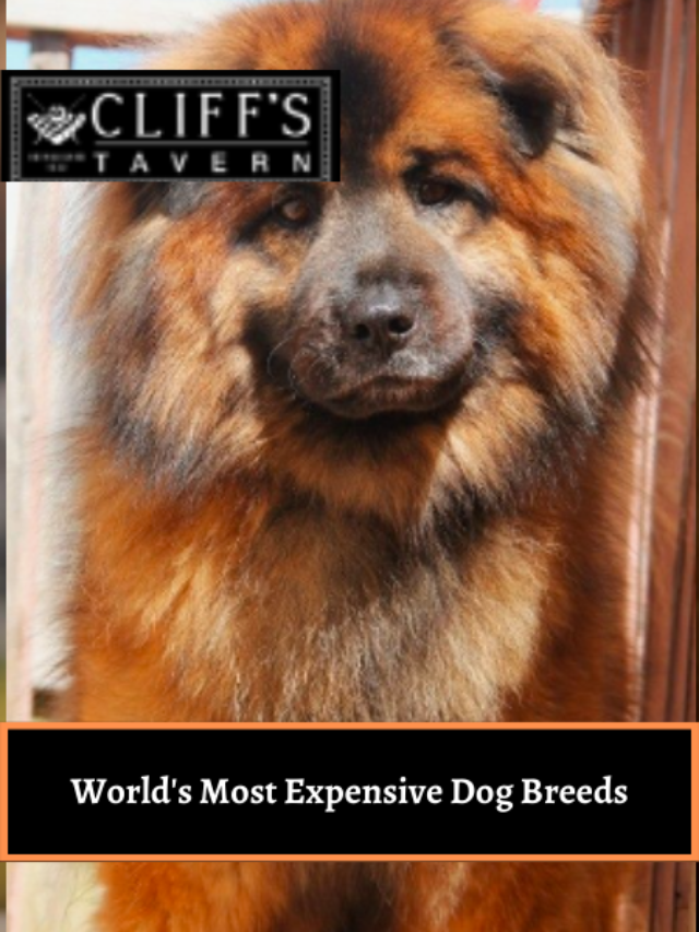 World’s Most Expensive Dog Breeds