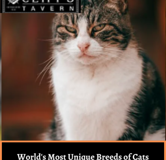 World's Most Unique Breeds of Cats