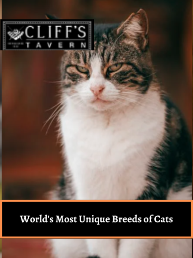 World’s Most Unique Breeds of Cats