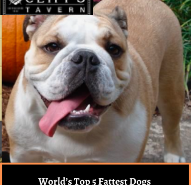 World’s Top 5 Fattest Dogs