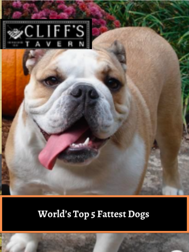 World’s Top 5 Fattest Dogs