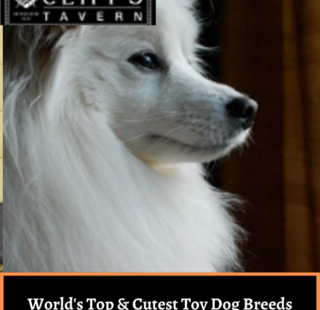 World's Top & Cutest Toy Dog Breeds