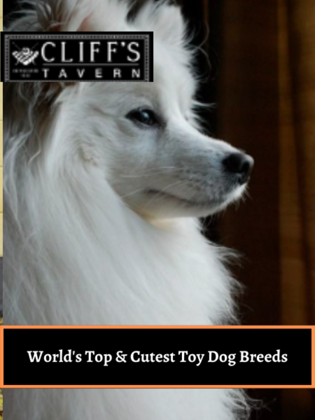 World’s Top & Cutest Toy Dog Breeds